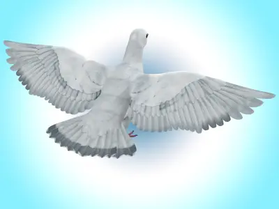 Dove White Pigeon  Low-poly 3D model