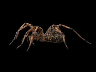 Spider 3d 3D model