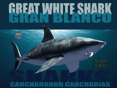 Great White 3D model
