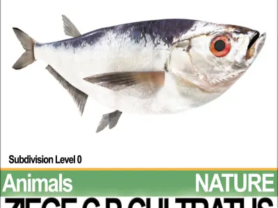 Ziege C zege cp cultivatus 3D model