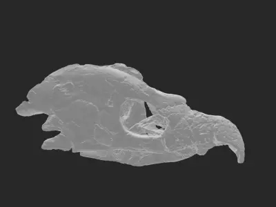 Archelon skull Free 3D print model