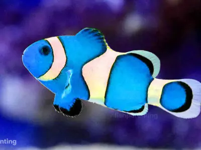 Blue Nemo Fish 3D model