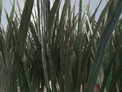 ULTRA REALISTIC GRASS FOLIAGE Free low-poly 3D model