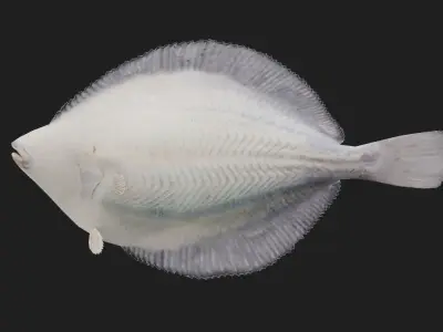 Plaice Low-poly 3D model