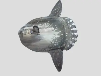Sunfish Low-poly 3D model