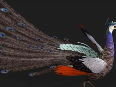 Peacock V2E 3D model