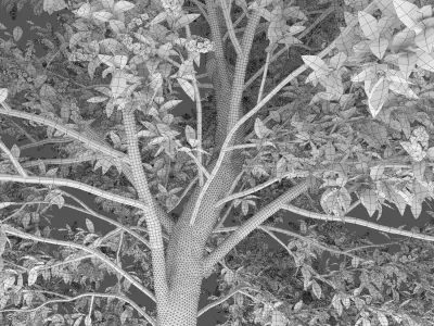 Prunus padus 01H6m 3D model