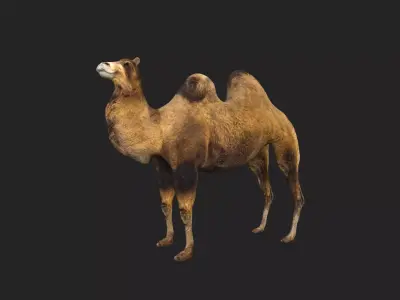 Camel Low-poly Low-poly 3D model