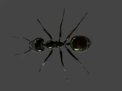 ANTS-002 Rigged Black Ant Low-poly 3D model