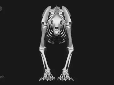 Grizzly Bear skeleton 3D model