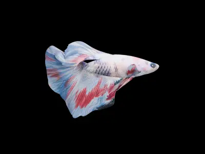 Beta fish pack - Rigged and animated Low-poly 3D model