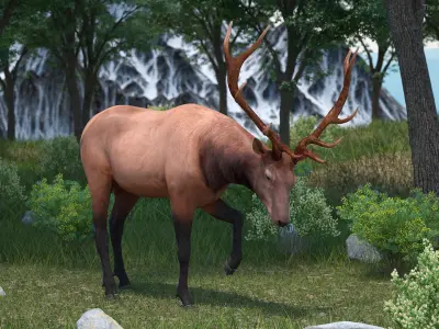 Realistic Elk Rigged for Cinema 4D 3D model