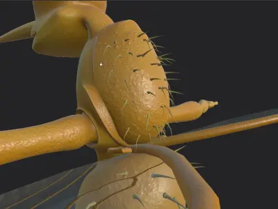 Mosquito Cartoon 3D  Low-poly 3D model