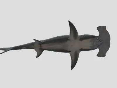 Hammerhead Shark Animated Low-poly Low-poly 3D model