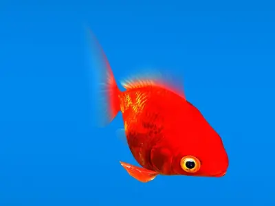 Gold Fish low-poly Low-poly 3D model