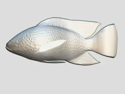 Oreochromis Realistic Animated Low-poly 3D model