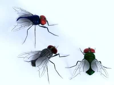 Flies for DAZ 3D model