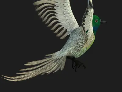 PheasantBird B3 3D model