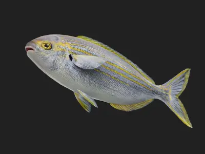 Porgy Low-poly 3D model