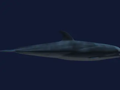 Bottlenose Dolphin 3D model