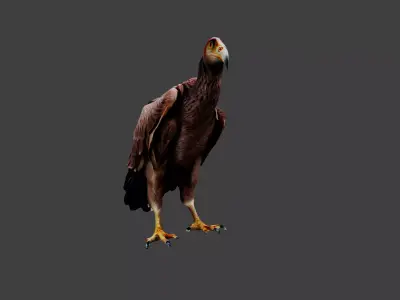 Vulture Low-poly 3D model
