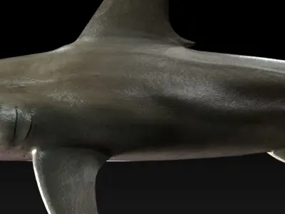 Hammerhead Shark with 3DS Max Octane Support Low-poly 3D model