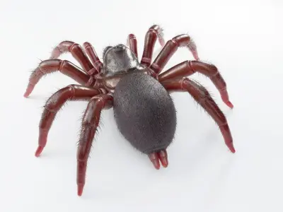 Trapdoor Spider Low-poly 3D model