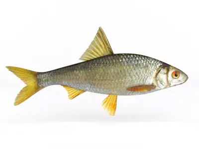 Roach Fish 3D model