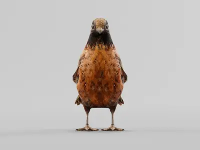 Masked Bobwhite Quail Bird Animal Low-poly 3D model