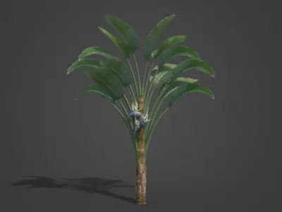 2021 PBR White Giant Bird of Paradise - Strelitzia Nicolai  3D model