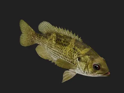 Rockbass fish Low-poly 3D model