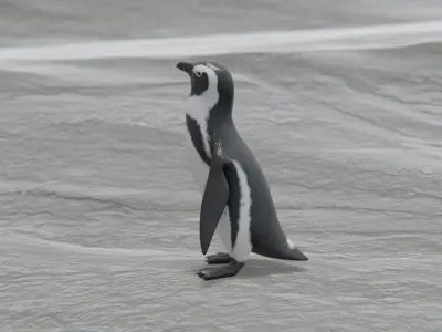 African penguin Low-poly 3D model