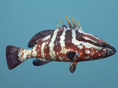 Nassau Grouper Low-poly 3D model