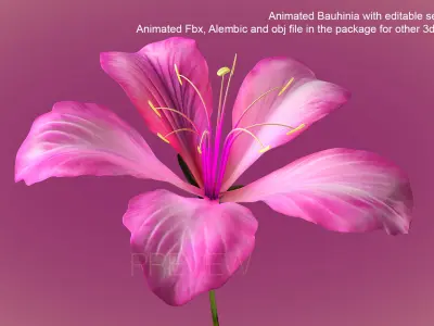 Animated Bauhinia Flower 3D model