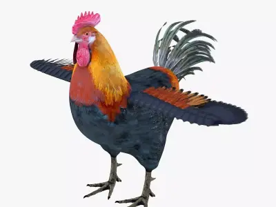 Rooster bird rigged 3d model Low-poly 3D model