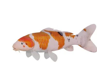 Nishikigoi Koi Fish Low-poly 3D model