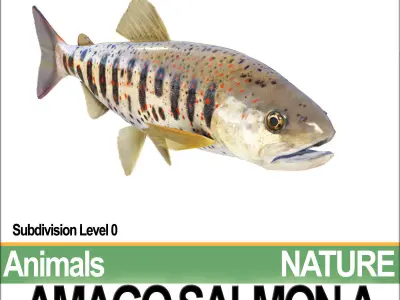 Amago Salmon A 3D model