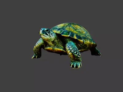 Turtle - Tortoise Low-poly 3D model