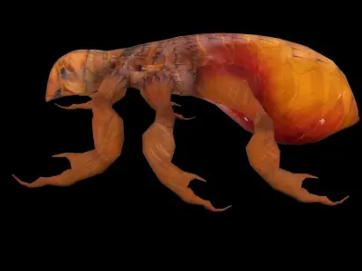 Fleas Insect Tick Louse 3D model Low-poly 3D model