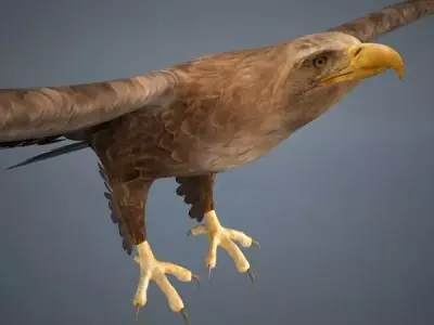 Eagle in flight 3D model