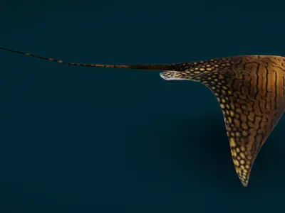 Ornate Eagle Ray 3D model