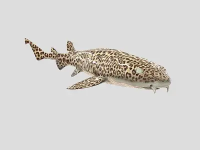 Leopard Catshark Realistic Animated Low-poly 3D model