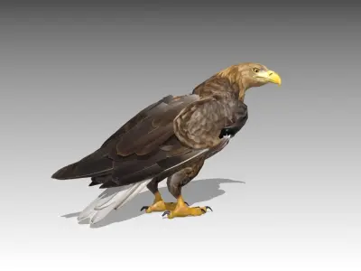 White-tailed Eagle Low-poly 3D model