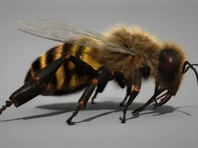 HONEYBEE 2 XGEN CORE RIGGED 3D model