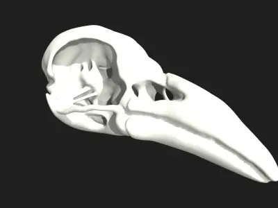 crow skull Low-poly 3D model