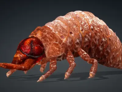 Larval-V1e 3D model