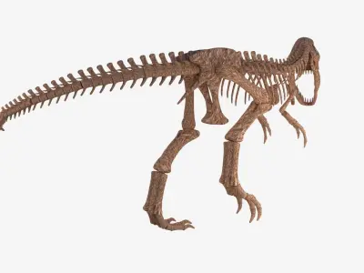 Tyrannosaurus Rex Skeleton 3D model