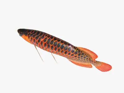 Arowana fish Low-poly 3D model