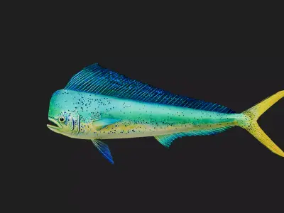 Dolphinfish Low-poly 3D model
