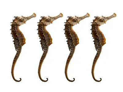 hippocampus japonicus Low-poly 3D model